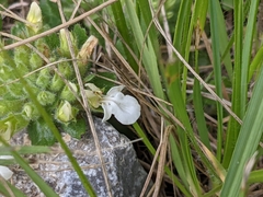 Teucrium pyrenaicum
