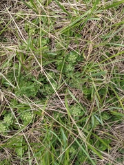 Teucrium pyrenaicum