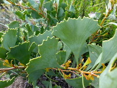 Hakea flabellifolia