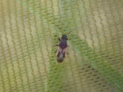 Metopoplax ditomoides