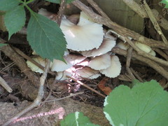 Candolleomyces candolleanus