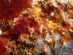 Clavelinidae