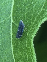 Scaphytopius frontalis