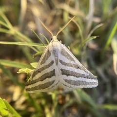 Euaspilates spinataria