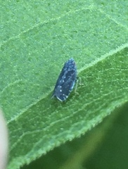 Scaphytopius frontalis