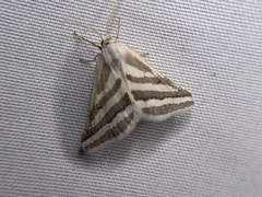 Euaspilates spinataria