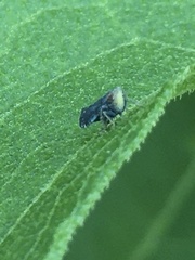 Scaphytopius frontalis