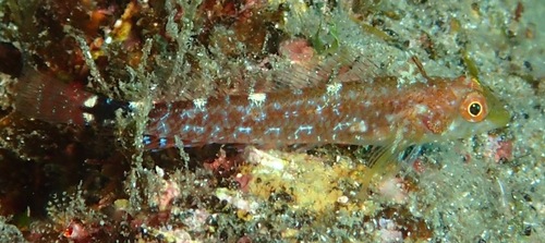 Black-faced blenny (Tripterygion delaisi) — Tripterygiidae — 5
