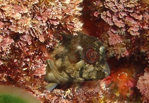Trigloid blenny (Lipophrys trigloides) — Blenniidae — 4