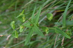 Euphorbia variabilis