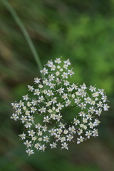 Laserpitium peucedanoides