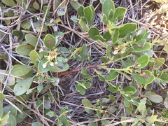 Arctostaphylos nevadensis