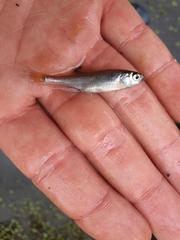 Leucaspius delineatus