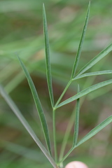 Laserpitium peucedanoides