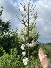 Yucca louisianensis