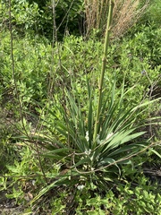 Yucca louisianensis