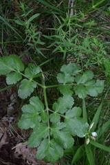 Laserpitium nitidum