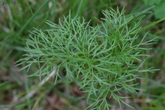 Peucedanum austriacum