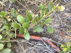 Arctostaphylos nevadensis