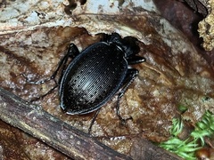 Carabus goryi