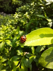 Harmonia axyridis