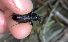 Carabus goryi
