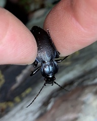 Carabus goryi