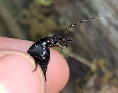 Carabus goryi