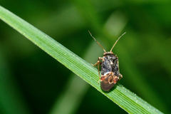 Charagochilus gyllenhalii