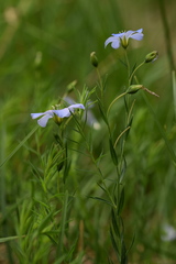 Linum alpinum