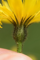 Hieracium bifidum