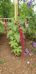 Amaranthus caudatus