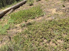 Arctostaphylos nevadensis