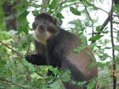 Cercopithecus mitis