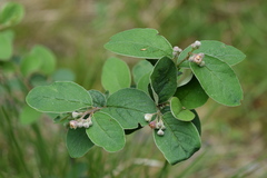 Cotoneaster tomentosus