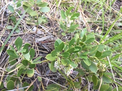 Arctostaphylos nevadensis