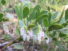 Arctostaphylos nevadensis