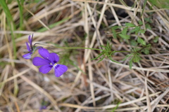 Viola dubyana