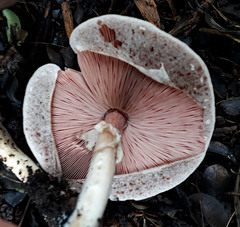 Agaricus moelleroides