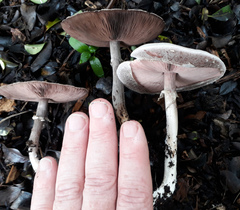 Agaricus moelleroides