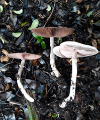Agaricus moelleroides