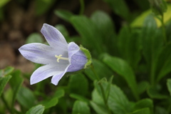 Campanula chamissonis