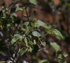 Commicarpus pentandrus