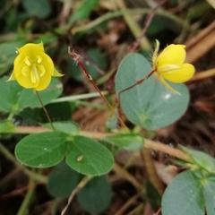 Chamaecrista rotundifolia