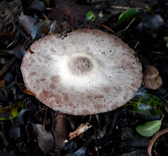 Agaricus moelleroides