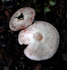 Agaricus moelleroides