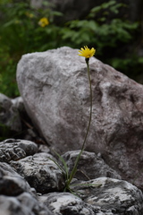 Leontodon tenuiflorus