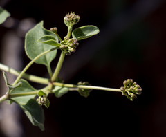 Commicarpus pentandrus