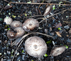 Agaricus moelleroides