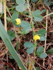 Chamaecrista rotundifolia